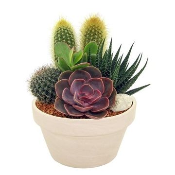 Arrangement Cactus/Succulent