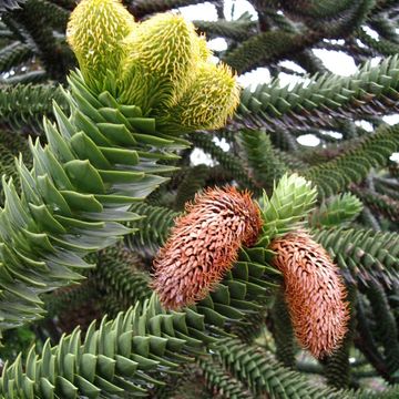Araucaria araucana