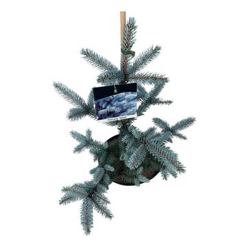 Picea pungens 'Hoopsii'