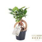 Ficus microcarpa 'Ginseng'