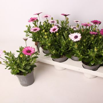 Osteospermum SEÑORITA LINDA