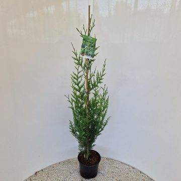 Thuja plicata 'Atrovirens'