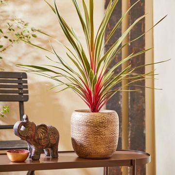 Cordyline australis MAGIC STAR