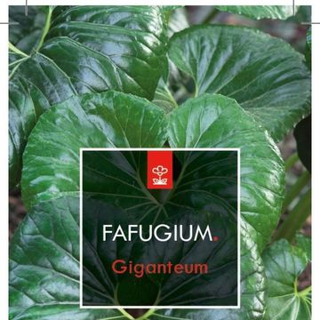 Farfugium japonicum giganteum