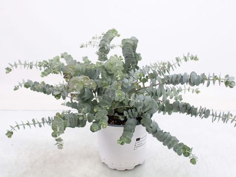 Eucalyptus pulverulenta 'Baby Blue'