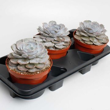 Echeveria runyonii