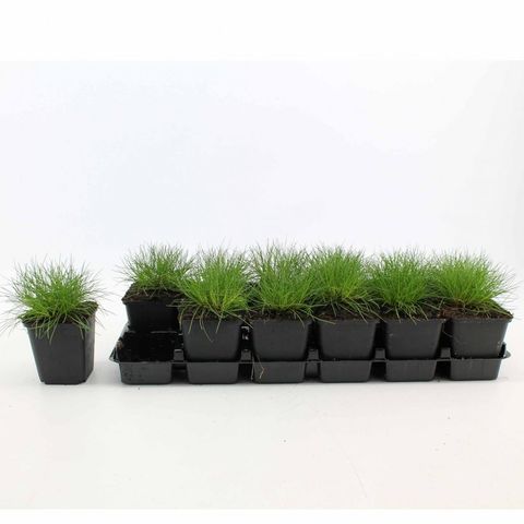 Festuca gautieri 'Pic Carlit'