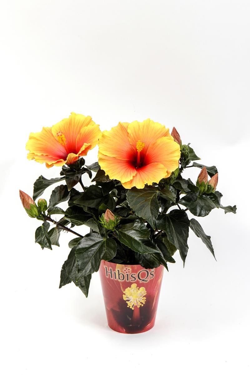 Hibiscus rosa-sinensis HIBISQS BICOLOR — Plant Wholesale FlorAccess