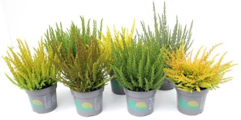 Calluna vulgaris MIX