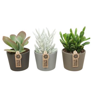 χυμώδη φυτά MIX