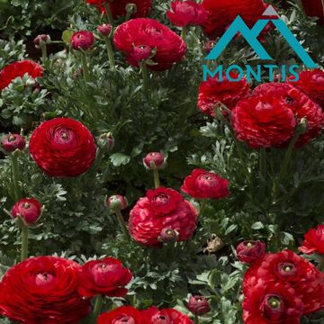Ranunculus asiaticus 'Sprinkles Red'