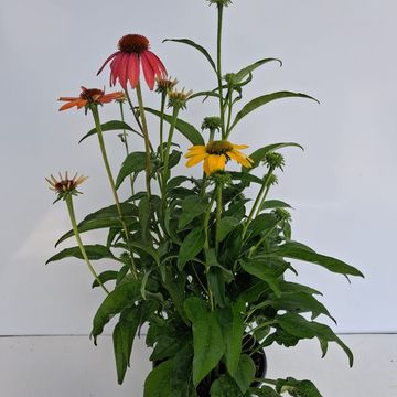 Echinacea CHEYENNE SPIRIT
