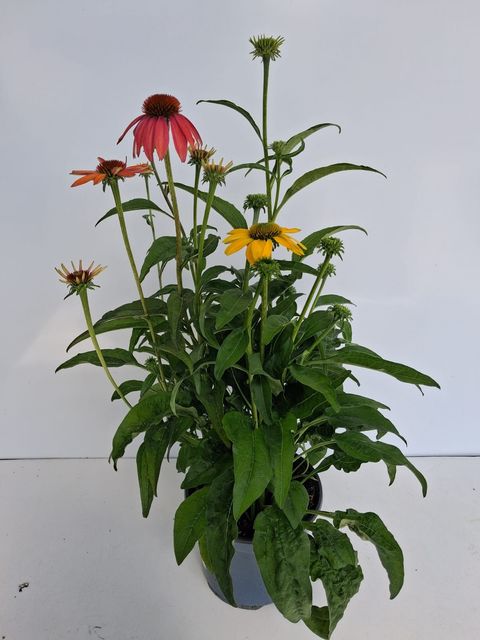Echinacea CHEYENNE SPIRIT