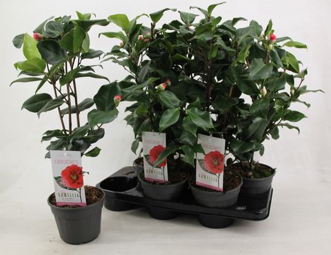 Camellia japonica 'Dr King'
