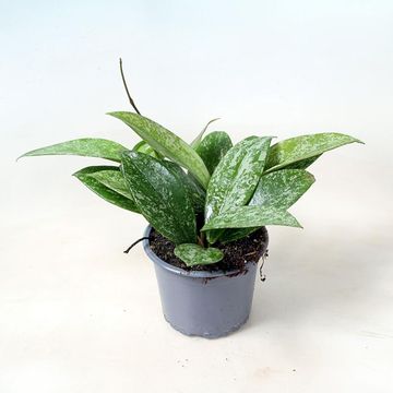 Hoya pubicalyx 'Silver Spot'