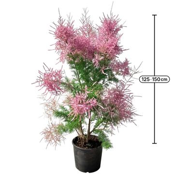 Tamarix ramosissima 'Pink Cascade'