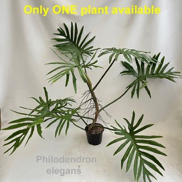 Philodendron elegans