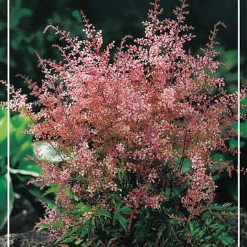 Astilbe 'Inshriach Pink'