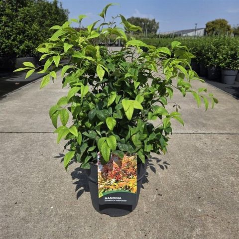 Nandina domestica 'Fire Power'