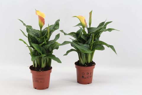 Zantedeschia 'Morning Sun'