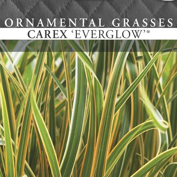 Carex morrowii EVERCOLOR EVERGLOW