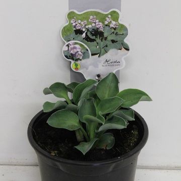 Hosta 'Blue Mouse Ears'
