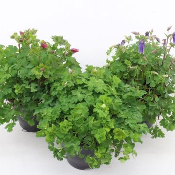 Aquilegia SPRING MAGIC MIX