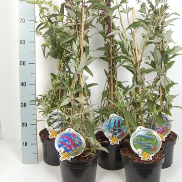 Buddleja davidii MIX
