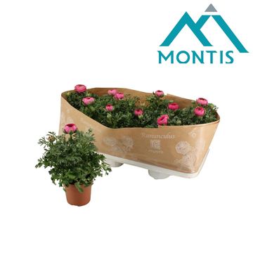 Ranunculus asiaticus 'Sprinkles Pink'