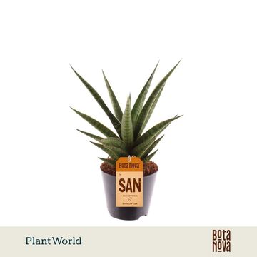 Sansevieria 'Boogie Woogie'