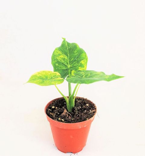 Alocasia odora 'Variegata'