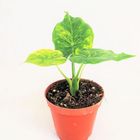 Alocasia odora 'Variegata'