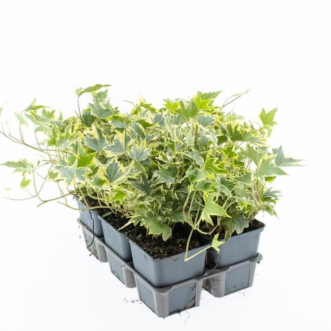 Hedera helix 'Yellow Ripple'