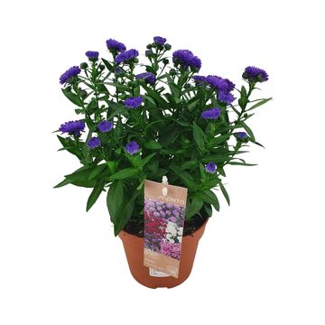 Aster SHOWMAKERS ENDLESS BLUE
