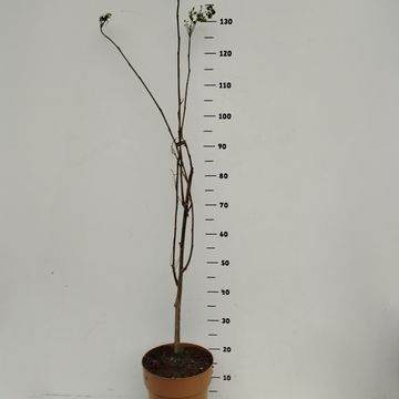 Moringa oleifera