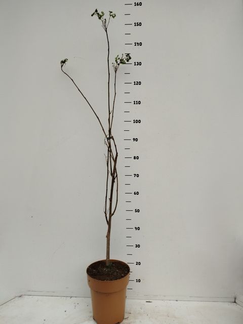 Moringa oleifera
