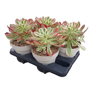 Aeonium 'Pink Witch'