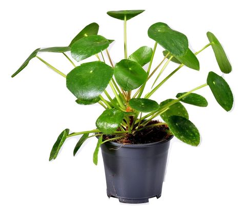 Pilea peperomioides