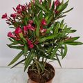 Nerium oleander MIX