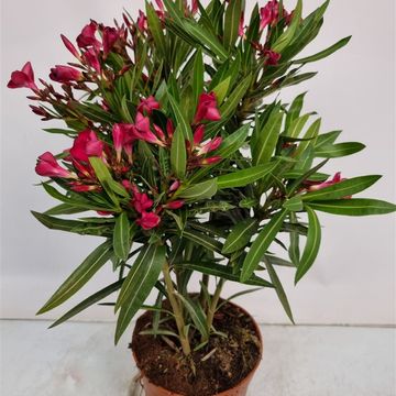 Nerium oleander MIX