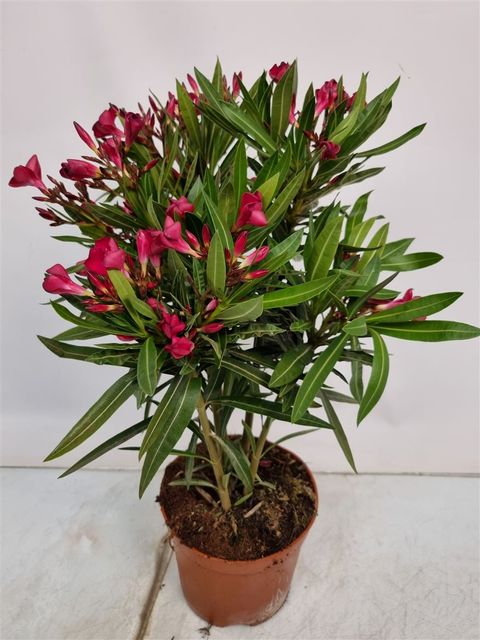 Nerium oleander MIX