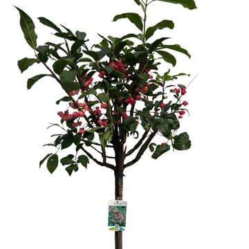 Euonymus phellomanus