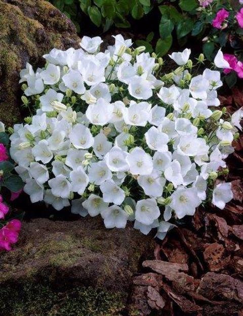 Campanula carpatica 'Alba'