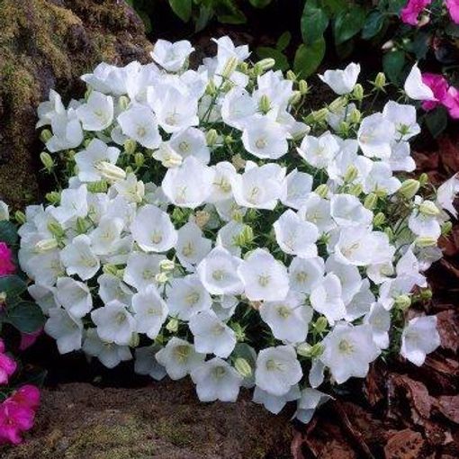 Campanula carpatica 'Alba'