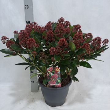 Skimmia japonica 'Rubella'
