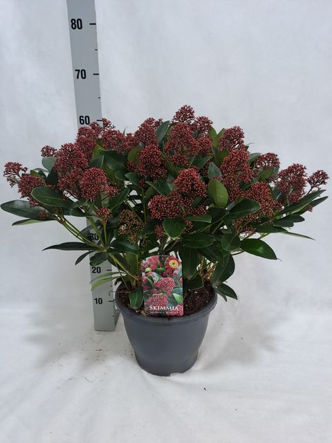 Skimmia japonica 'Rubella'