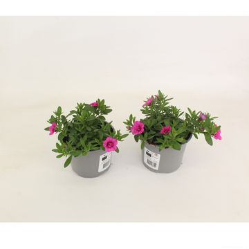 Calibrachoa MINIFAMOUS DOUBLE PINK