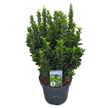 Euonymus japonicus 'Green Spire'