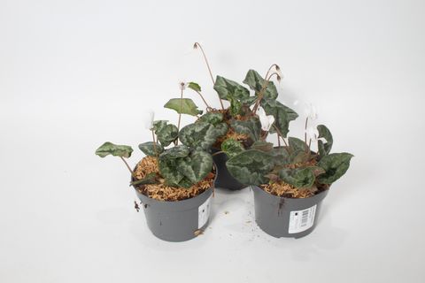 Cyclamen hederifolium