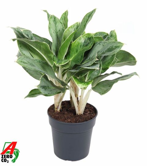 Aglaonema 'Horizon'